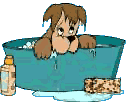 Dog in a tub