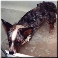 Wet Dog